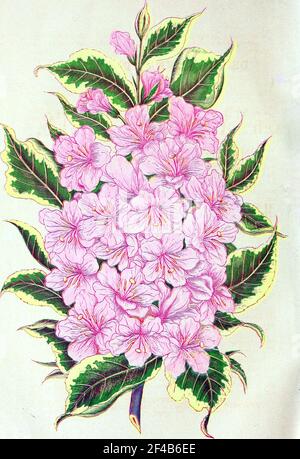 Illustration des fleurs historiques - WIEGELA À FEUILLES VARIÉGUÉES - image de la page 7 du catalogue descriptif d'Ellwanger & Barry d'arbres et d'arbustes ornementaux, roses, etc., (1868)