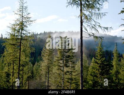 98 Les pompiers avec l'aide de trois camions de pompiers, deux hélicoptères, les deux offres, un bulldozer et un air tanker a lutté pour contenir les 90 acres situé sur feu Rogers Mt. Rogers cinq milles à l'ouest d'Aladdin, WA sur la forêt nationale de Coleville. Les pompiers ont travaillé dans des conditions difficiles avec terrain escarpé, les rafales de vent en gros bois et de réduire les pertes de bois d'oeuvre et de protéger la piste de montagne Rogers. L'incendie de Rogers a commencé le 9 août, 2011 et a été contrôlée par le 19 août 2011 avec les équipes de mop garantissant qu'aucune poussée active s'est produite. La Forêt nationale de Colville a 1,1 millions d'acres en northeaste Banque D'Images