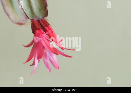 Fleurs de cactus de Pâques sur fond vert, gros plan, mise au point locale Banque D'Images
