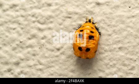 larve de coccinelle sur la pierre blanche, stade pupal Banque D'Images