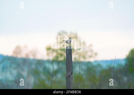 une nightingale se trouve sur un poteau en bois au printemps et chante. Banque D'Images