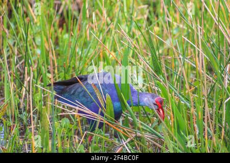 Joli galinule violet Porphyrio martinicus aka marchant dans la faible profondeur eau Banque D'Images