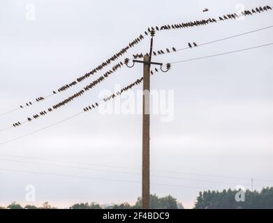 Les étournements sont placés sur des fils électriques. Banque D'Images