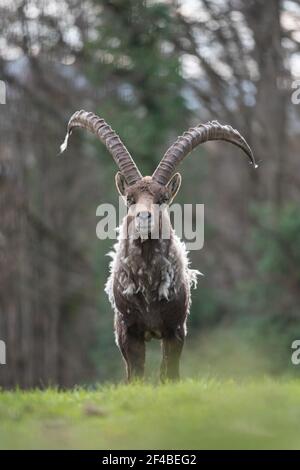 Ibex au printemps Banque D'Images