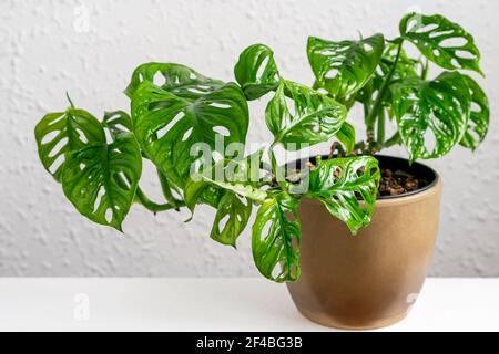 Monstera Monkey Mask en pot brun sur le fond du mur. Mini Monstera tropical Monkey Mask Closeup en pot. Jardinage à la maison, prendre soin des plantes con Banque D'Images
