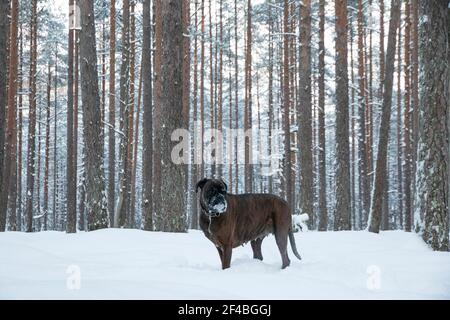 Un boxer jouant dans une forêt de neige Banque D'Images