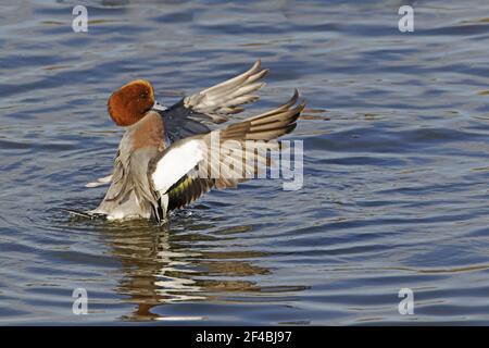 Drake - Canard d'ailes de séchage Anas penelope centre WWT Caerlaverock Dumfries, en Écosse BI020124 Banque D'Images