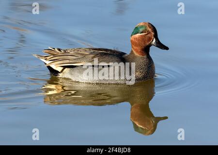 Téal eurasien (Anas crecca), homme, nageant sur un lac à Dorset, Royaume-Uni Banque D'Images