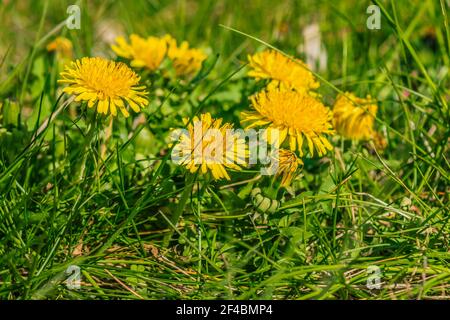 Pré au printemps avec des pissenlits ordinaires. Fleurs sauvages de prairie au soleil. Plusieurs fleurs jaunes de Taraxacum sect. Ruderalia. Herbe verte Banque D'Images