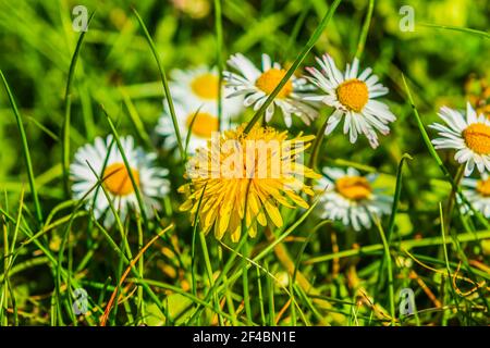 Pré au soleil. Beaucoup de fleurs sauvages au printemps. Pissenlits avec fleurs jaunes et pâquerettes avec fleurs blanches. Herbes et lames de GRA Banque D'Images