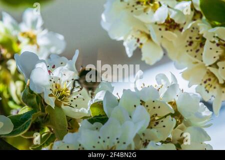 bourdon ou abeille entre les fleurs blanches d'un pommier. Branche d'un arbre fruitier au printemps sous le soleil. Fleurs blanches ouvertes avec pétales, pistils, Banque D'Images