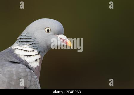 Woodpigeon - tir de la tête près de Columba palumbus Essex, Royaume-Uni BI020822 Banque D'Images