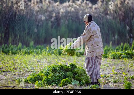 Un ancien saoudien récolte du chou dans son jardin. Dammam, Arabie Saoudite. 15-janvier-2021. Banque D'Images