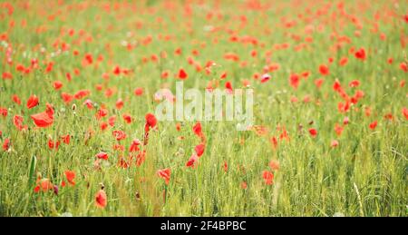 Champ de fleurs de pavot sauvages rouges croissant en vert non mûr blé Banque D'Images