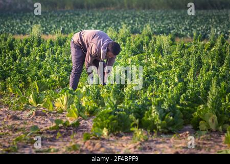 Un ancien saoudien récolte du chou dans son jardin. Dammam, Arabie Saoudite. 15-janvier-2021. Banque D'Images