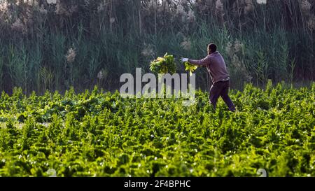 Un ancien saoudien récolte du chou dans son jardin. Dammam, Arabie Saoudite. 15-janvier-2021. Banque D'Images