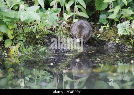 Le Campagnol de l'eau - alimentation sur les bords de la rivière Arvicola terrestris Sussex, UK MA002355 Banque D'Images