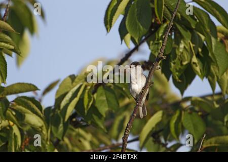 Blackcap chant masculin Paruline - Sylvia atricapilla Deux Tree Island Nature Reserve Essex, UK BI020882 Banque D'Images