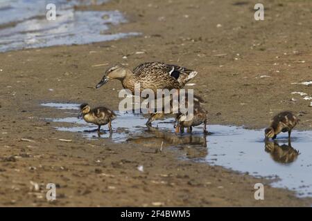 Canard colvert - Anas platyrhychos femelle avec les jeunes de la réserve RSPB Minsmere Suffolk, UK BI021029 Banque D'Images