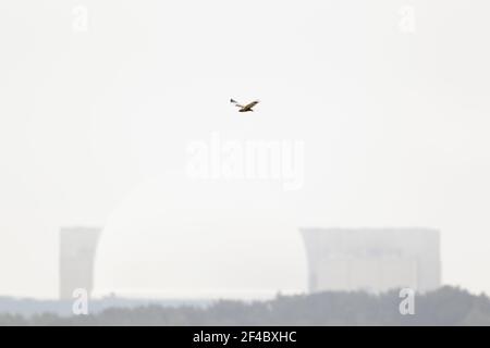 Marsh Harrier - chasse masculine avec la centrale nucléaire de Sizewell dans le fond du cirque aeruginosus Minsmere RSPB Reserve Suffolk, Royaume-Uni BI021138 Banque D'Images