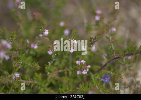 Flore de Gran Canaria - Micromeria varia herbe, localement appelé thym, endémique aux Canaries et Madère, fleurs au début du printemps, macro floral naturel b Banque D'Images