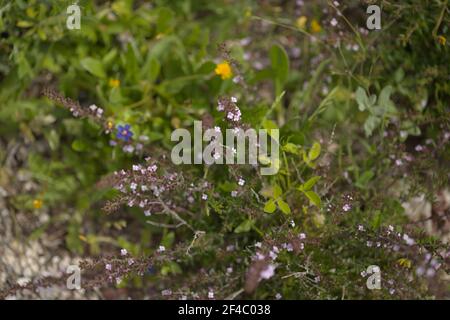 Flore de Gran Canaria - Micromeria varia herbe, localement appelé thym, endémique aux Canaries et Madère, fleurs au début du printemps, macro floral naturel b Banque D'Images