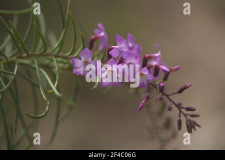 Flore de Gran Canaria - Campylanthus salsoloides, appelé localement romarin de mer en raison de la forme des feuilles, fond macro floral Banque D'Images