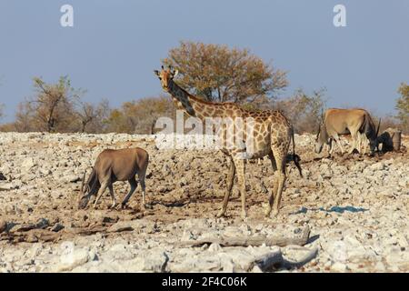 Girafe et des elands dans une zone de trou d'eau, Parc national d'Etosha, Namibie, Afrique Banque D'Images
