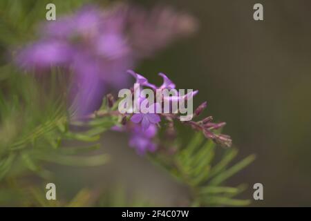 Flore de Gran Canaria - Campylanthus salsoloides, appelé localement romarin de mer en raison de la forme des feuilles, fond macro floral Banque D'Images