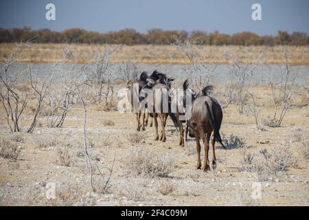 Troupeau de Wildebeest ou GNU, marchant dans le parc national d'Etosha, Namibie, Afrique Banque D'Images
