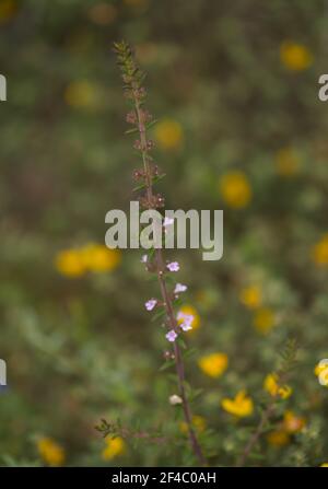 Flore de Gran Canaria - Micromeria varia herbe, localement appelé thym, endémique aux Canaries et Madère, fleurs au début du printemps, macro floral naturel b Banque D'Images