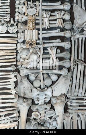 Kutna Hora, République tchèque, 19 février 2014 : détail d'une décoration composée d'os humains dans l'ossuaire de Sedlec à Kutna Hora Banque D'Images