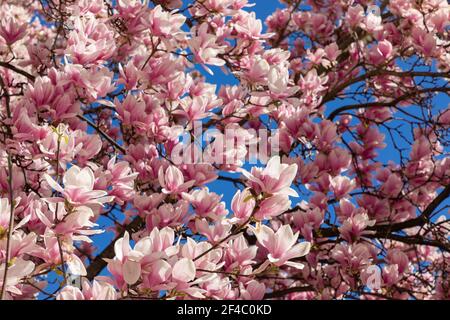 Motif naturel de fleurs de magnolia fraîches sur fond bleu ciel Banque D'Images