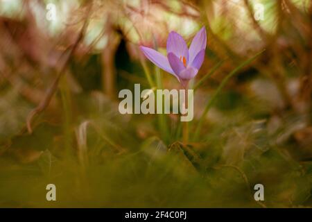 Fleur de printemps tôt - crocus Banque D'Images