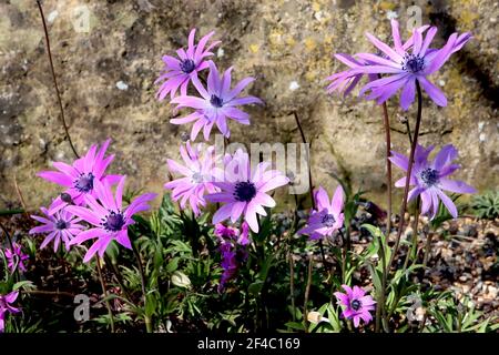 Anemone hortensis fleurs d'anemone – lavande à feuilles de palmate, mars, Angleterre, Royaume-Uni Banque D'Images