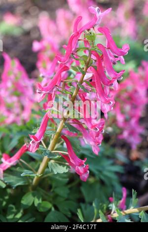 Corydalis solida sub «Beth Evans» Fumewort Beth Evans – riches fleurs tubulaires roses sur des tiges épaisses, mars, Angleterre, Royaume-Uni Banque D'Images