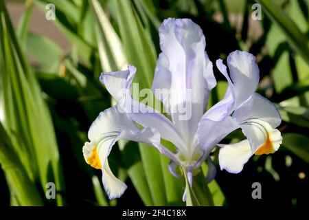 Iris magifica Juno Juno sans barbe Iris – fleurs de lilas bleu pâle aux crêtes jaunes blanches, mars, Angleterre, Royaume-Uni Banque D'Images