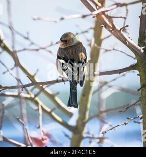 Gros plan d'un oiseau cahffin mâle assis sur le brach d'un arbre Banque D'Images