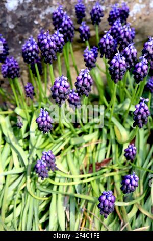 Muscari commutatum jacinthe de raisin foncé - minuscules fleurs bleu violet et noir violet en forme d'urne, mars, Angleterre, Royaume-Uni Banque D'Images