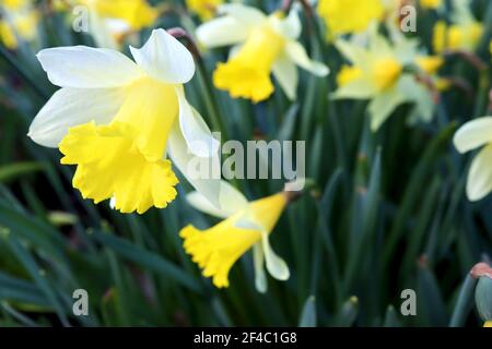 Narcissus ‘Topolino’ Division 1 jonquilles en trompette Topolino jonquille - pétales blancs avec grande coupe à volants jaune doré, mars, Angleterre, Royaume-Uni Banque D'Images