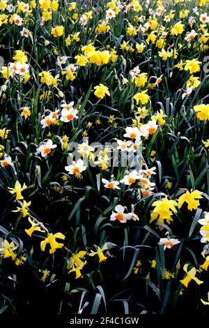 Narcissus / Daffodil ‘Barrett Browning’ Narcissus / Daffodil ‘Dutch Master’ March, Angleterre, Royaume-Uni Banque D'Images