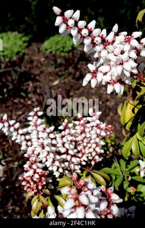 Pieris japonica ‘Bonfire’ Japanese Andromeda Bonfire – fleurs blanches en forme d’urne avec des tepals rouges et des feuilles vertes, mars, Angleterre, Royaume-Uni Banque D'Images