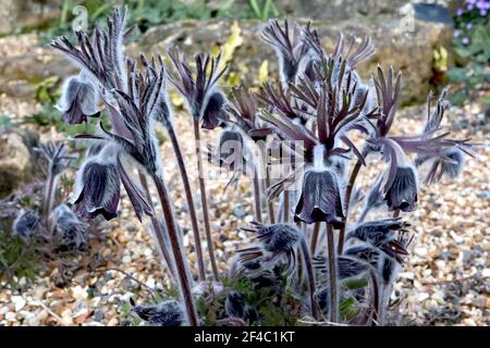 Pulsatilla pratensis subsp. bohemica Small Pasqueflower - fleurs noires pourpres profondes et feuillage disséqué soyeux, mars, Angleterre, Royaume-Uni Banque D'Images