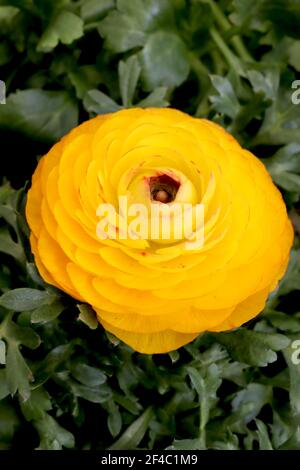 Ranunculus asiaticus Picotee Orange Perse buttercutter – orange jaune fleurs de picotee avec des pétales multi-couches, mars, Angleterre, Royaume-Uni Banque D'Images
