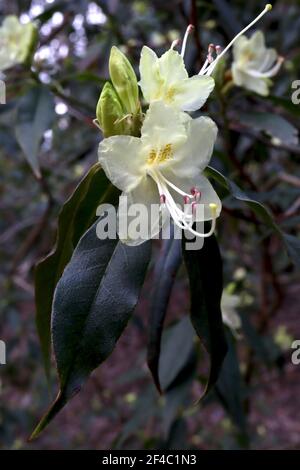 Rhododendron lutescens transparent jaune pâle fleurs en très petits groupes, mars, Angleterre, Royaume-Uni Banque D'Images