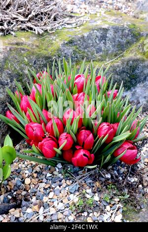 Tulipa humilis espèce «Lilliput» tulipe 15 tulipe naine de Liliput – tulipes rouges miniatures, mars, Angleterre, Royaume-Uni Banque D'Images