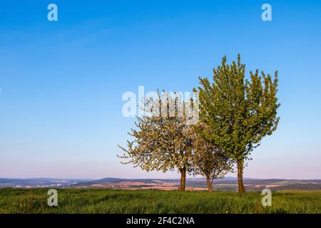 Paysage avec cerisiers et ciel clair au printemps. La beauté de la nature au printemps. Banque D'Images