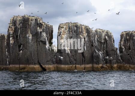 Falaises des îles Farne, vue depuis un bateau, Northumberland, Angleterre Banque D'Images