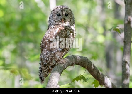 Hibou barré perchée dans la forêt. Ses deux wlets sont prêts à quitter le nid, elle est donc à traîner à proximité pour les encourager à faire le saut. Banque D'Images