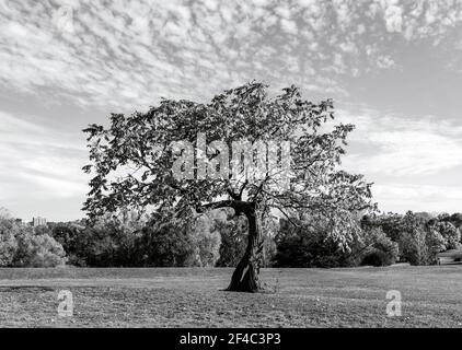 Photographie abstraite - photo en noir et blanc d'un arbre solitaire dans un pré, le fond est buissons/arbres et un ciel lumineux avec différents motifs de nuages Banque D'Images